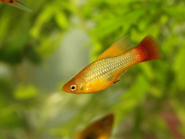 Papageiplaty_m%C3%A4nnlich.jpg